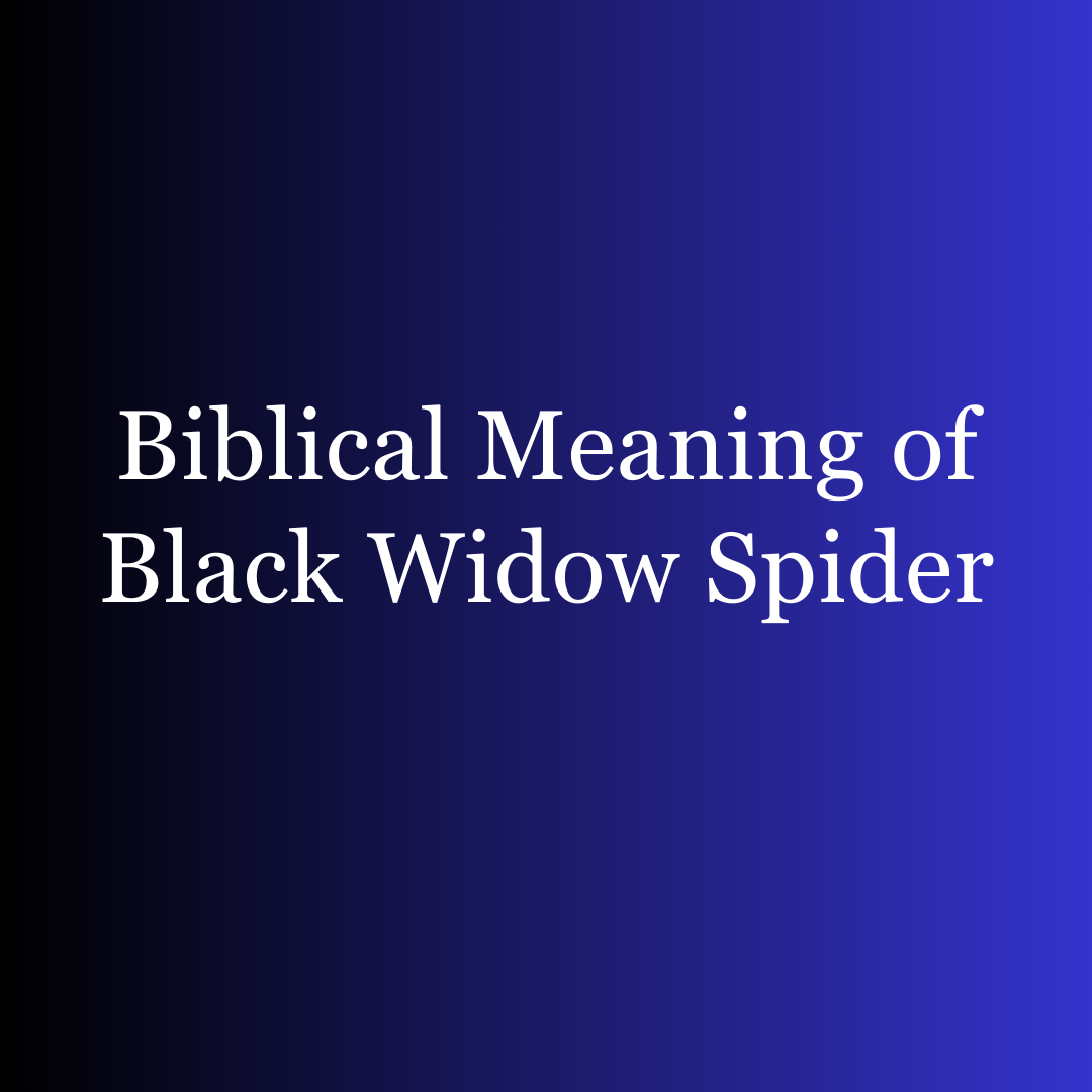 Biblical Meaning of Black Widow Spider